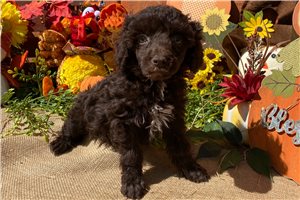 Naomi - Toy Poodle for sale