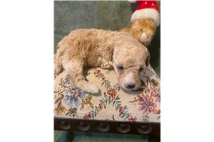 Tina - Toy Poodle for sale