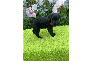 Isaac - Schnoodle for sale