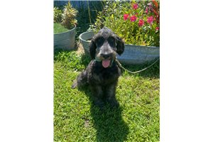 Andy - Schnoodle for sale