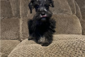 Emiko - Schnoodle for sale