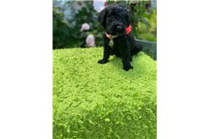 Imani - Schnoodle for sale