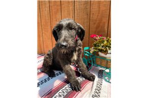 Madison - Schnoodle for sale