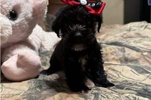 Emile - Schnoodle for sale