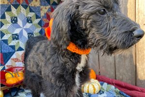 Isabella - Schnoodle for sale