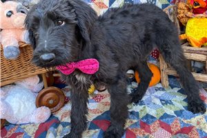 Ian - Schnoodle for sale