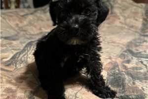 Emery - Schnoodle for sale