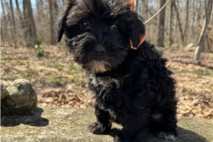 Erin - Schnoodle for sale