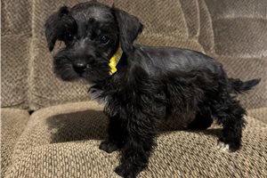 Enid - Schnoodle for sale