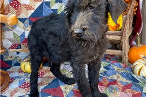 Iris - Schnoodle for sale
