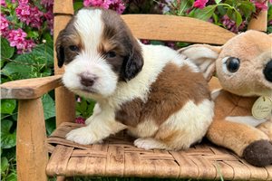 Presley - puppy for sale