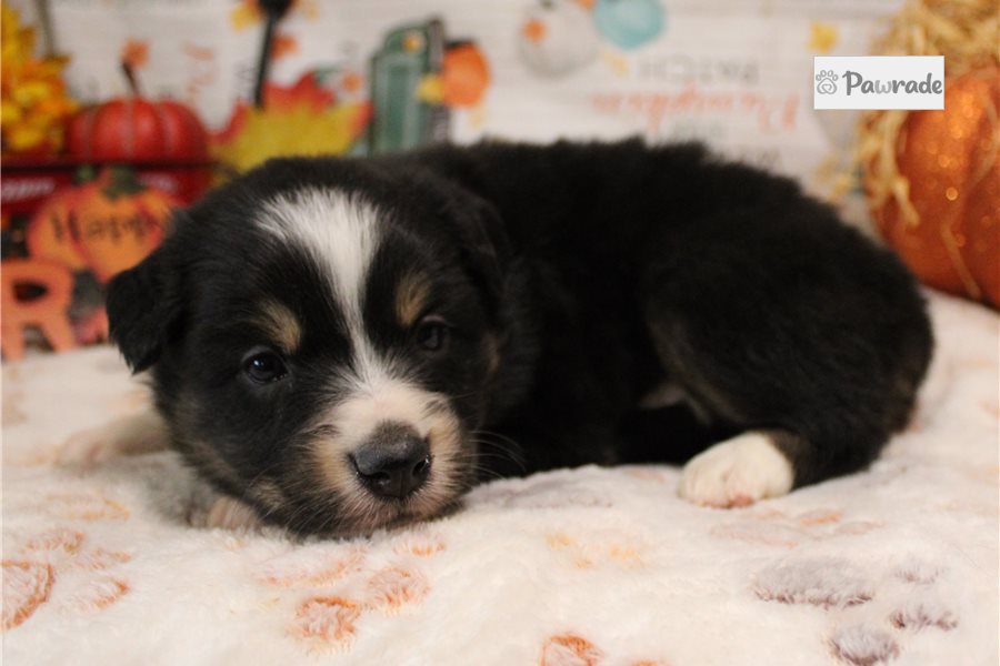 Sansa - Australian Shepherd for sale