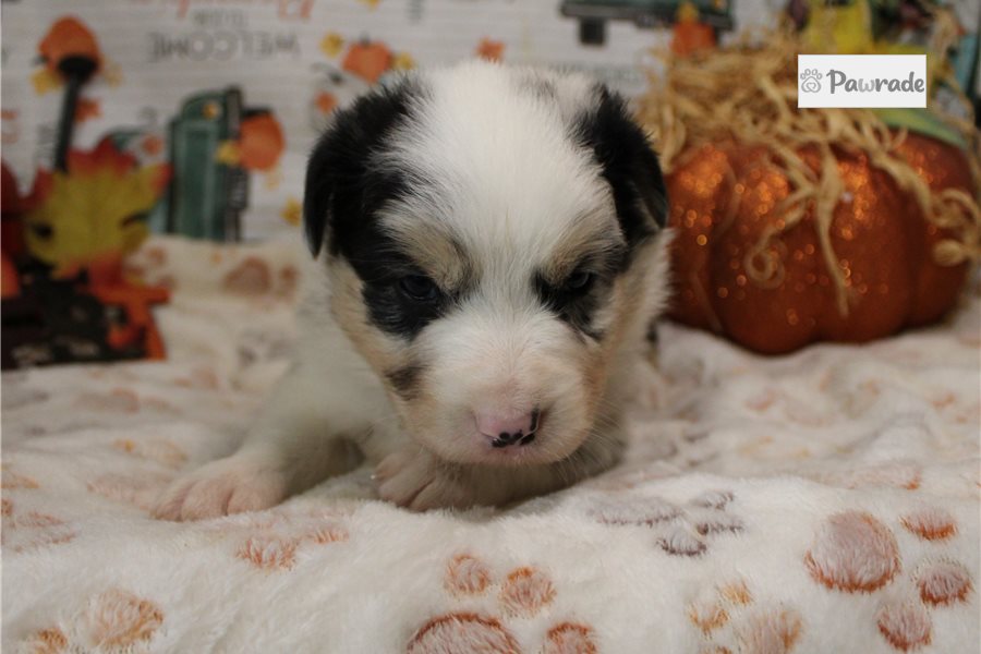 Sarge, male Australian Shepherd puppy for sale