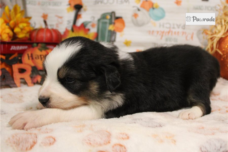 Sapphire, female Australian Shepherd puppy for sale