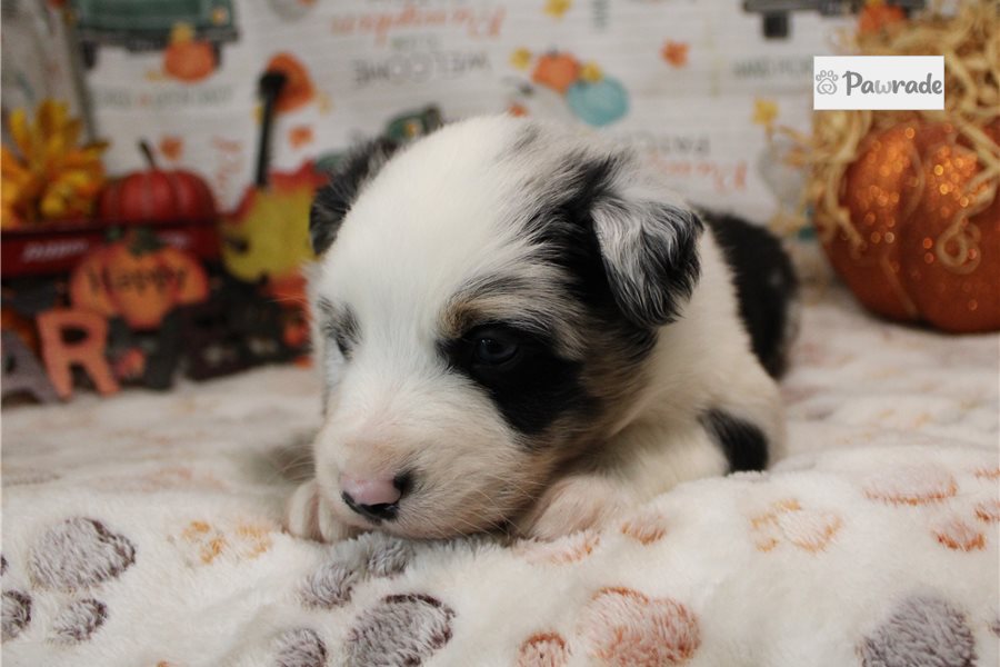 Santo - Australian Shepherd for sale