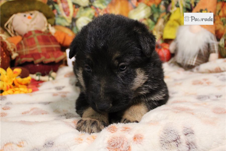 Lenin - German Shepherd for sale