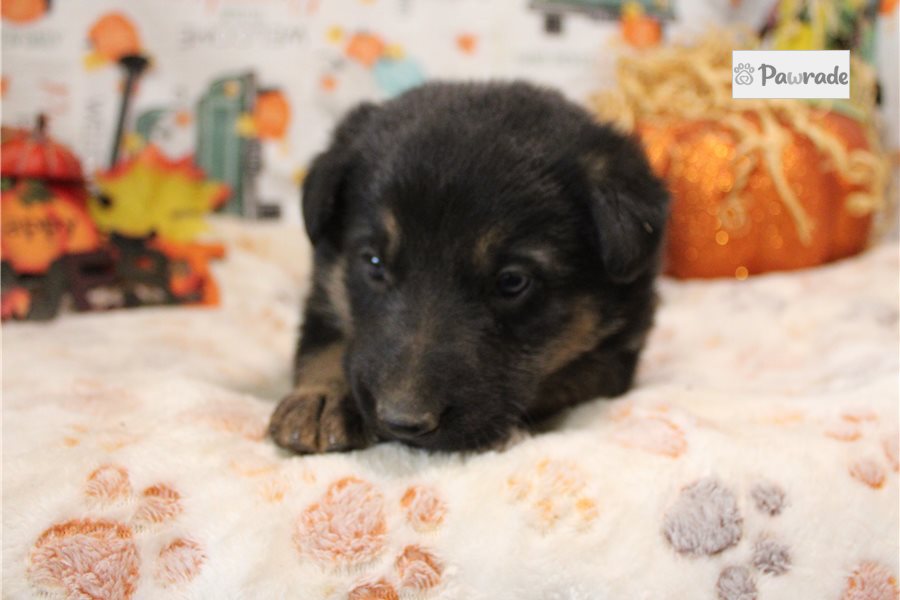 Ralph, male German Shepherd puppy for sale