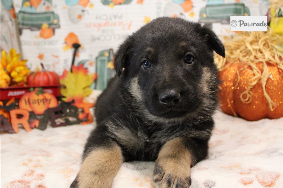 Lenin, male German Shepherd puppy for sale