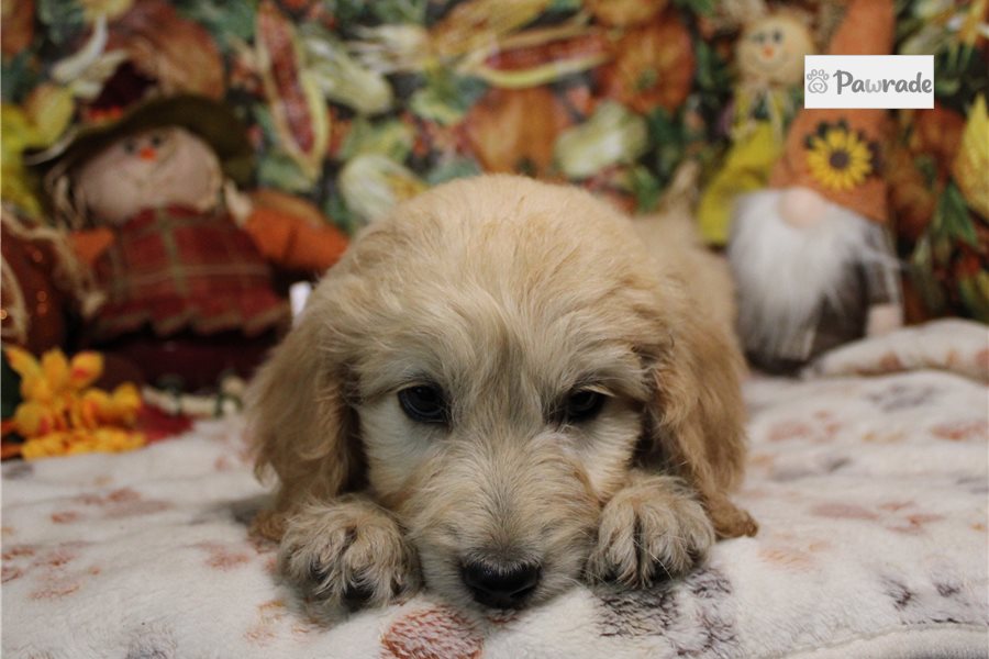 Garfield - Goldendoodle for sale