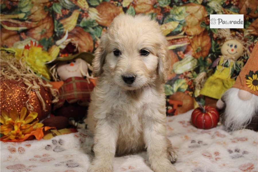 Goldie - Goldendoodle for sale