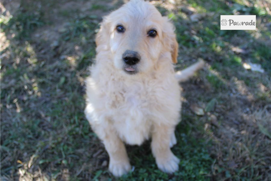Grant - Goldendoodle for sale