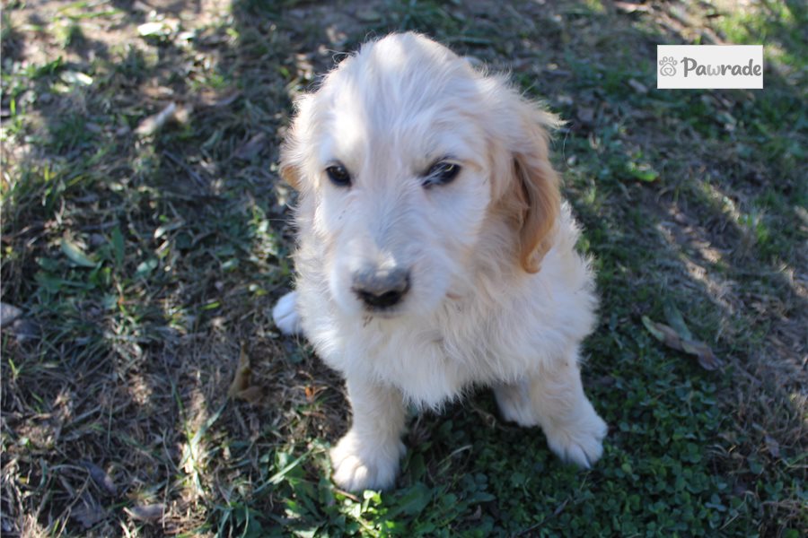 Garfield - Goldendoodle for sale