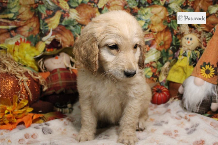 Grant - Goldendoodle for sale