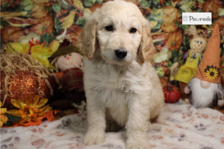 Gypsy - Goldendoodle for sale