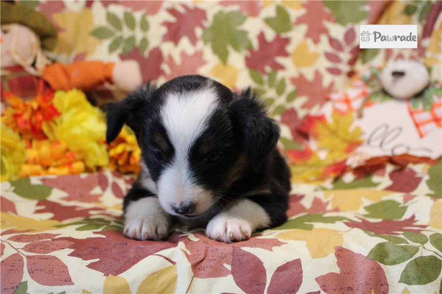 Helena - Miniature Australian Shepherd for sale