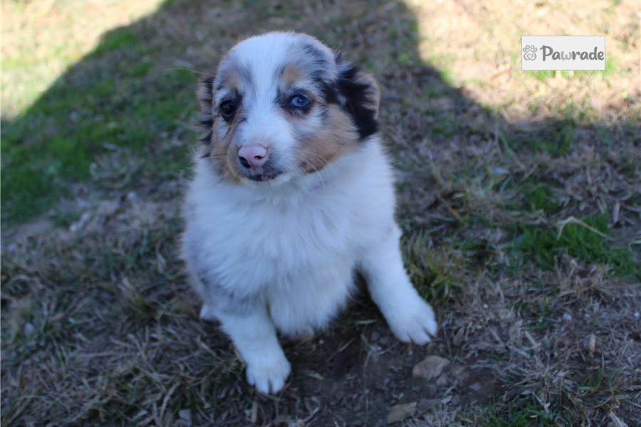 Harlow - Miniature Australian Shepherd for sale