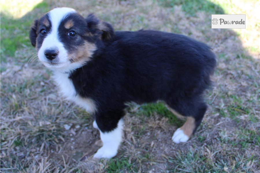 Helena - Miniature Australian Shepherd for sale