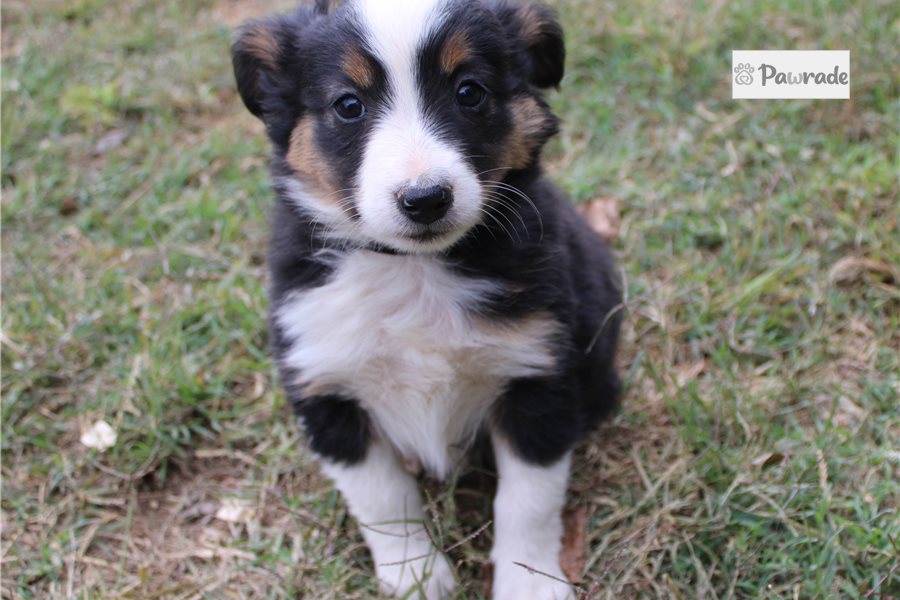 Helena - Miniature Australian Shepherd for sale