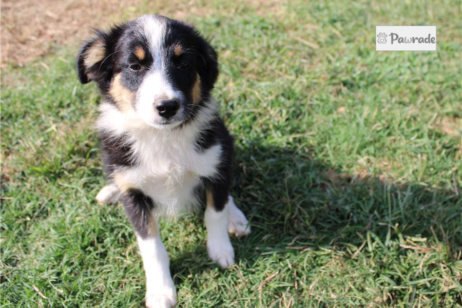 Felix - Miniature Australian Shepherd for sale