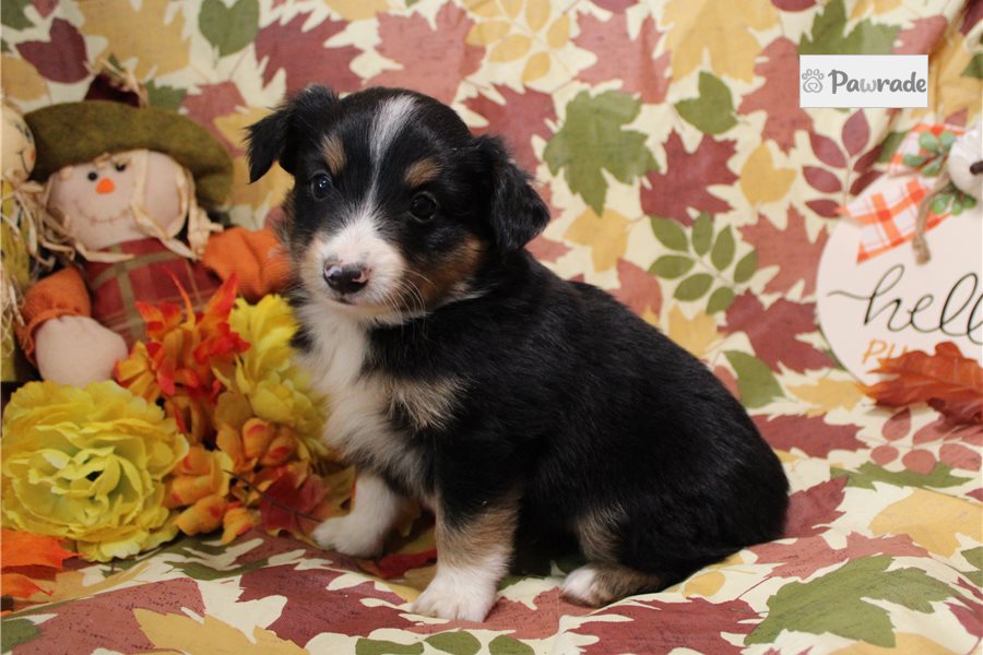 Hickory, male Miniature Australian Shepherd puppy for sale
