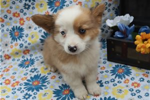 Lennon - puppy for sale
