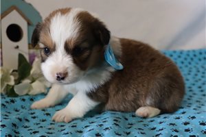 Leland - puppy for sale