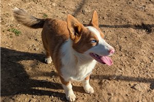 Eric - Auggie for sale