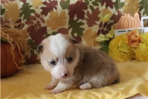 Edgar - puppy for sale