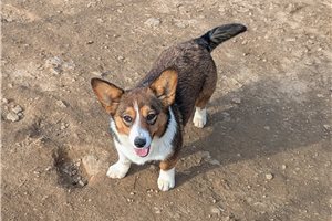 Elena - Auggie for sale