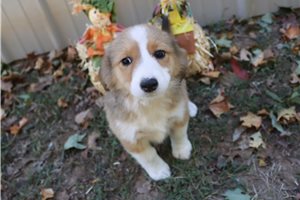 Emily - puppy for sale