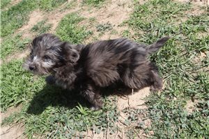 Lopez - Aussiedoodle for sale