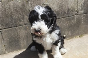 Joie - Aussiedoodle for sale