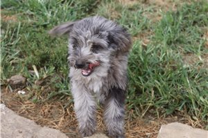 Lopez - Aussiedoodle for sale