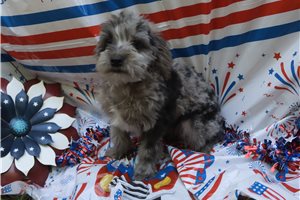 Lopez - Aussiedoodle for sale