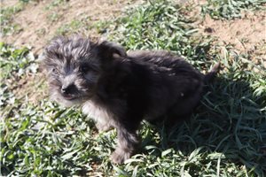 Lopez - Aussiedoodle for sale