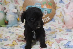 Leanne - Aussiedoodle for sale