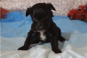 Lucian - Aussiedoodle for sale