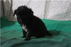 Lucian - Aussiedoodle for sale