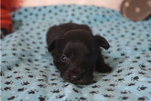 Lucian - puppy for sale