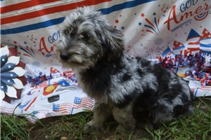 Lucky - Aussiedoodle for sale
